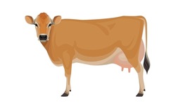 Cow Jersey Best Milk Cattle Breeds 2118069536