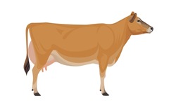 Cow Jersey Best Milk Cattle Breeds 2118069566