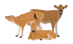 Calf Jersey Best Milk Cattle Breeds 2119577738