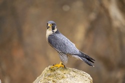 Migratory Falcon Falco Peregrinus Cosmopolitan Worldwide 2454313211