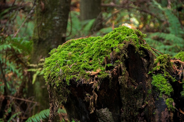 Premium Photo | Green moss on a rotting tree trunk in the forest
